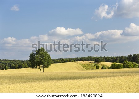 Lonely tree on north Polands fields.Pomerania district/Lonely tree
