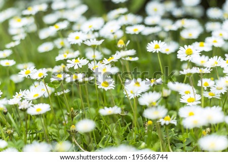 Summer wildflowers background