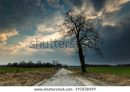 Lonely tree in the fields of Nothern Poland and rocky dirt road./ Lonely tree