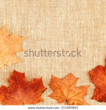 Maple leaves on the brown background./ Maple leaves on the brown background.