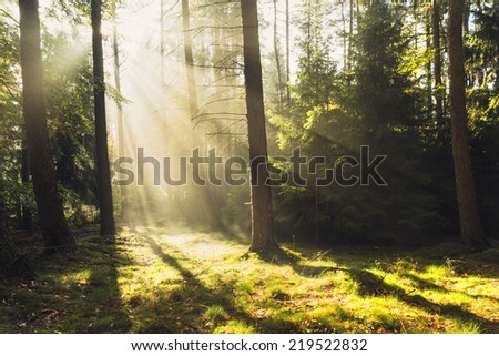 Morning Forest Light./ Morning Forest Light.