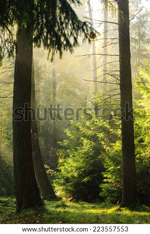 Rays of light in north Poland.Pomerania province/Autumn rays of light