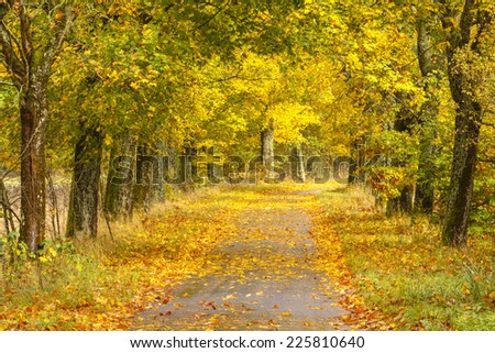 Autumn road background/ Autumn road background