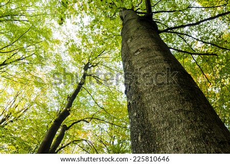 Looking up at the sunlight in a Beech Tree Forest in Autumn time.North Poland/Tree canopy in autumn