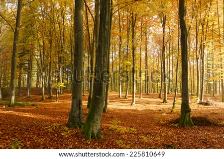 Beech tree forest in Autumn.North Poland/Beech tree forest in Autumn