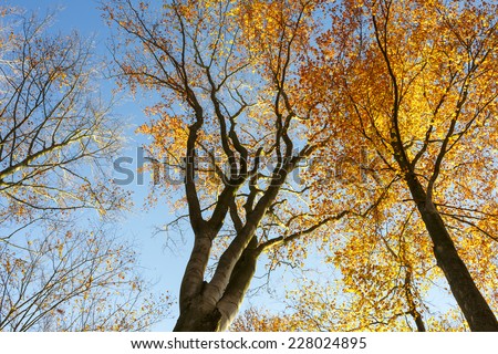 Looking up at the sunlight in a Beech Tree Forest in Autumn time.North Poland. / Tree canopy in autumn