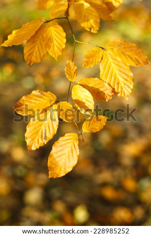 Autumn Leaves Colorful Forest Background/Autumn Leaves Colorful Forest Background