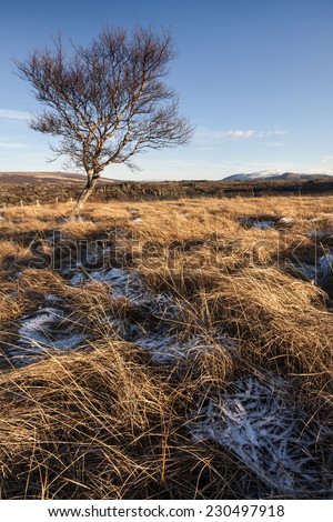 Lonely tree in winter time.Western Iceland/Lonely winter tree landscape
