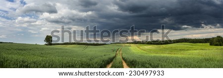 Golden summer wheat landscape, corn farming field, sunny blue sky with light clouds and incoming storm on right side.Northern Poland/Summer Landscape Panoramic