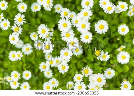 Summer wildflowers background/Wildflowers background texture