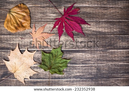 Autumn leaves background texture/Autumn leaves background