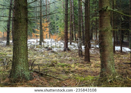 Dark mystery winter forest in north Poland/Dark mystery forest
