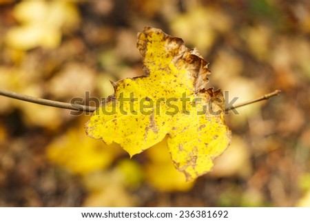 Autumn Leaves Colorful Forest Background/Autumn Leaves Colorful Forest Background