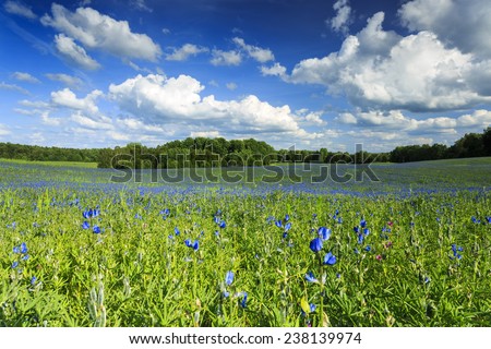 Summer wildflowers in north Poland. Pomerania province/Summer wildflowers background