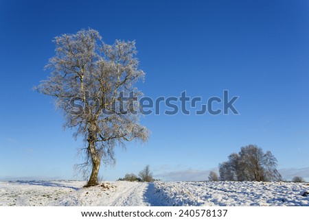 Frozen tree on winter field and blue sky in north Poland/Frozen tree on winter field