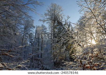 Winter wonderland forest and sunlight in north Poland/Winter wonderland forest and sunlight