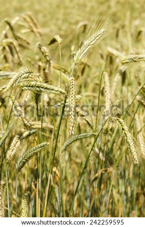 Wheat growing in a farm field, closeup on ears/Wheat ears closeup