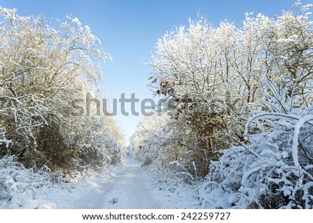Winter wonderland forest and road in north Poland/Winter wonderland forest
