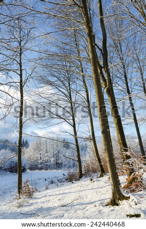 Winter forest with snow and blue sky in north Poland/Winter forest and blue sky