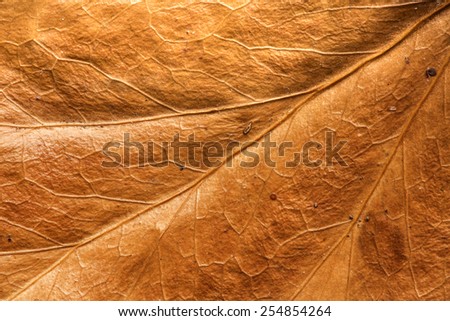 Leaf Texture/ Leaf Texture