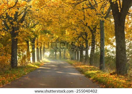 Autumn road in north Poland/ Autumn road