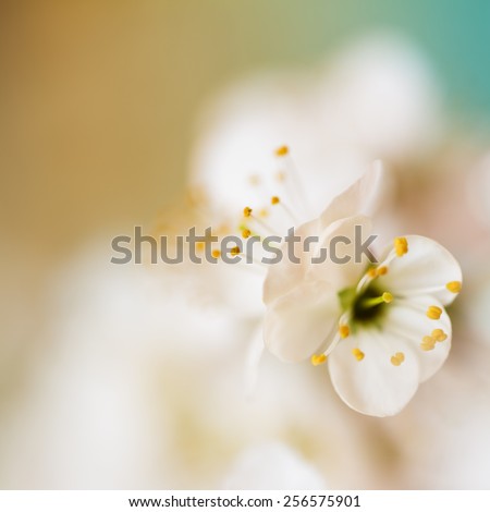 Spring Flowers/ Spring Flowers