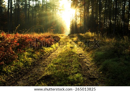 Autumn forest with Road and Sunbeams in north Poland.Pomerania province/ Autumn Forest Landscape