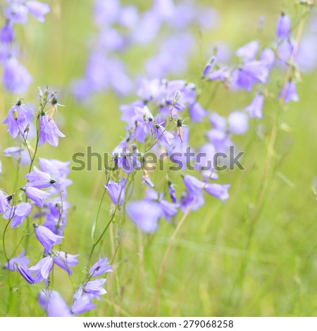 Wild Violet Blue Flowers On Sunny Summer Field Background/ Blue Violet Flowers