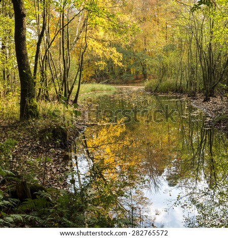 Autumn forest reflections in water north Poland./ Autumn forest water reflections