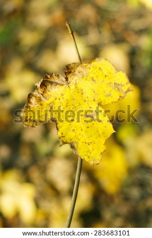 Maple Autumn Leave Background/ Autumn Leaf