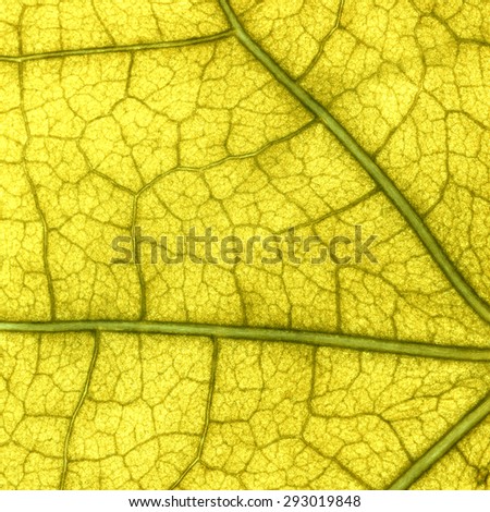 Leaf Texture./ Leaf Texture.