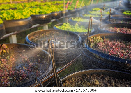 watering system in organic vegetable garden