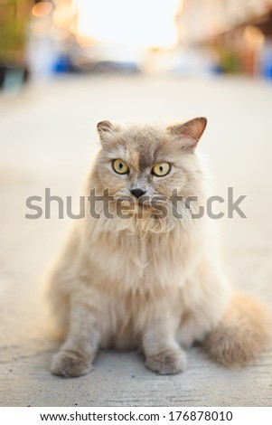 Brown cat sitting on ground. Animal portrait.