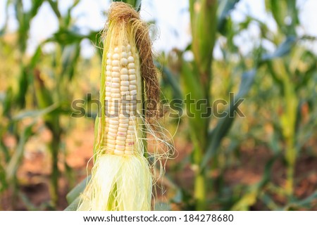 corn field, corn on the cob at farm in northeast of Thailand