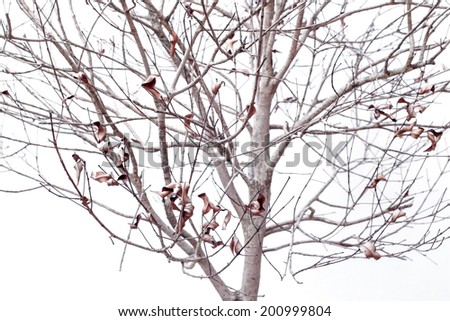 Close up Dried plant isolated on white background