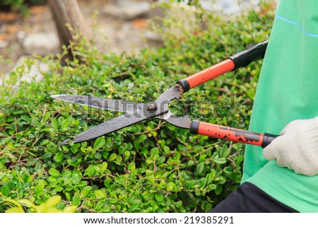 Pruning bushes in the garden.