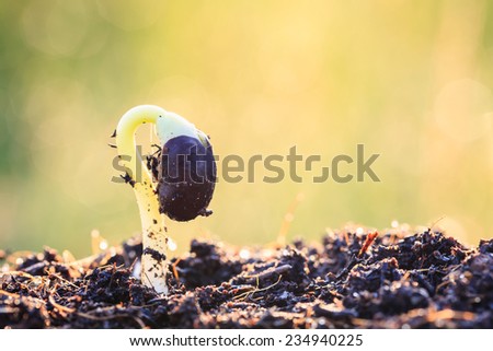 Young plant growing on soil in morning time