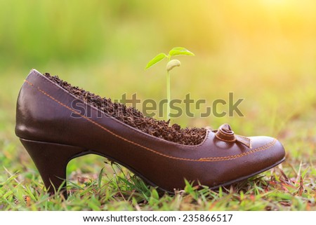 Young plant growth in lady shoe