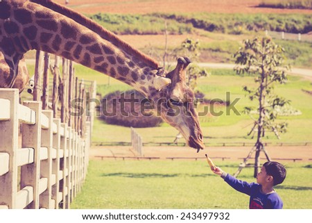 CHIANG RAI, THAILAND - DECEMBER 31: Unidentified Thai people come to watch and feeding the giraffe in Singha-park zoo on December 31, 2014 in Chiang rai, Thailand.