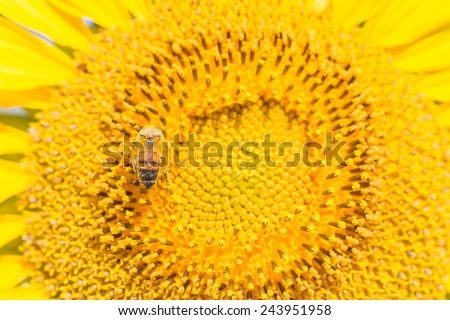 Close up bee on Sunflower
