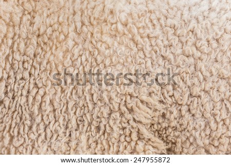 Wool sheep closeup for background