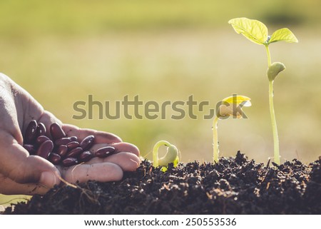 Hand holding seed and growth of young green plant
