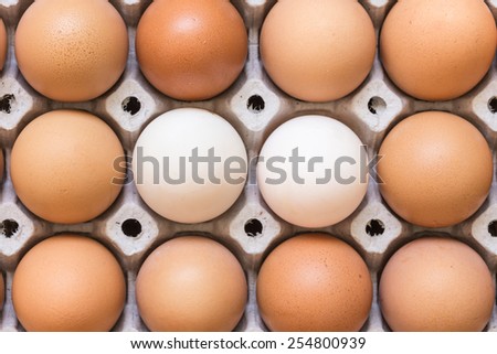 Close up Eggs in paper tray