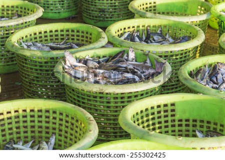 Close up Fresh fish in plastic basket