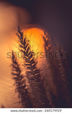 Macro Silhouette of grass flower in sunset time