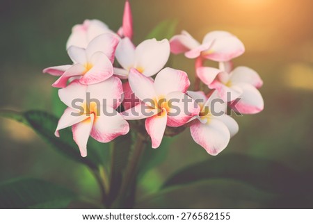 Close up white, pink and yellow plumeria frangipani flowers with leaves, with retro filter effect