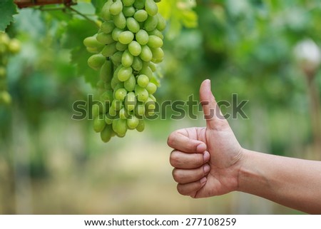 Close up hand holding bunch of fresh green grapes on the vine with green leaves in vineyard