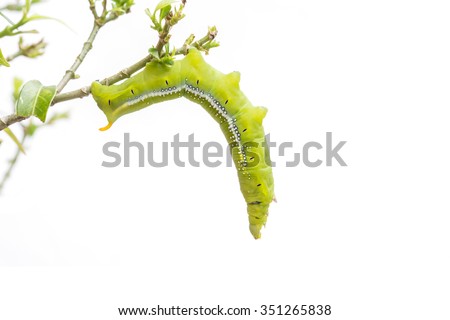 Macro green worm on the tree branch isolated on white background