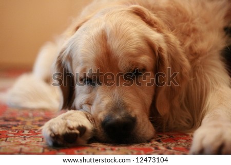 A beautiful golden retriever sleeping on a carpet