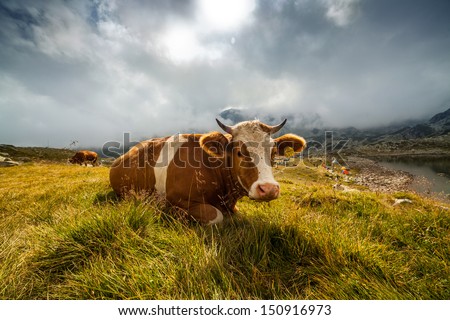 Happy cow. Similar images at http://www.shutterstock.com/sets/1044715-happy-cows.html?rid=1728748